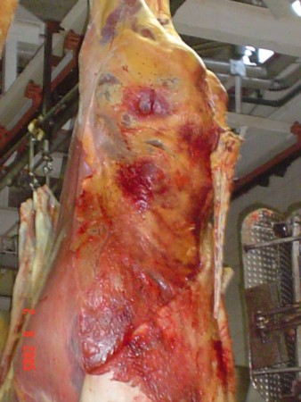 Contusão Transporte